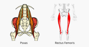 rectus femoris