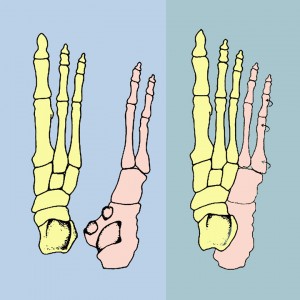 inner foot and outer foot