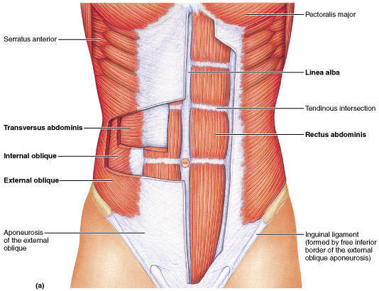 Rectus Abdominis Exercise: Six Pack on a Block