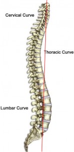 the lumbosacral joint