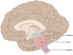 The brainstem