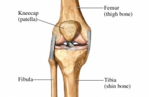 patella