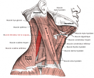 Levator_scapulae