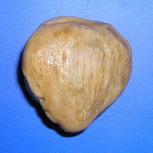 patella