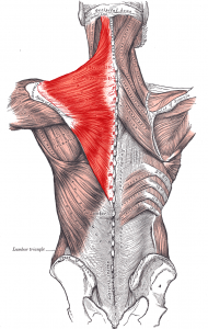 trapezius muscle