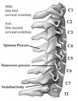 The Cervical Spine