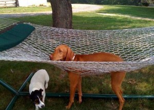 funny-cats-dogs-stuck-furniture-9