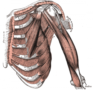 chronic neck pain and pectoralis minor