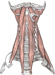 Upper cross syndrome 