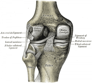 meniscus