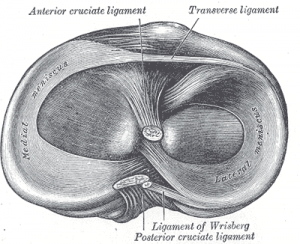 meniscus