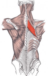 Upper cross syndrome 