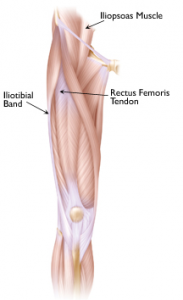 psoas major and rectus femoris