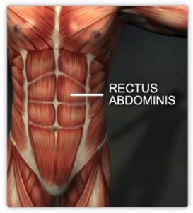 rectus abdominis muscle