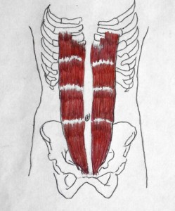 rectus abdominis muscle