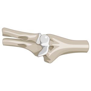 Three joints of the elbow