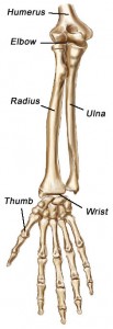 weight bearing bones