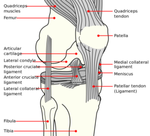 weight bearing bones