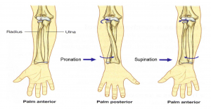 three joints in the elbow