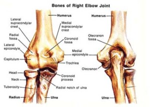 joints in the elbow