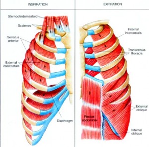 intercostal muscles