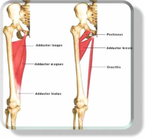 take the inner thighs back