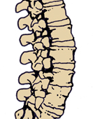 lumbar spine