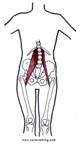 psoas lumbar spine and lower back pain