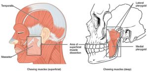 strongest muscle in the body