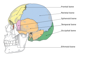 temporomandibular joint