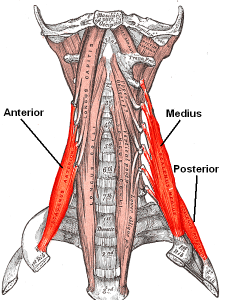 scalene muscles