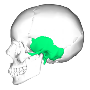 temporomandibular joint