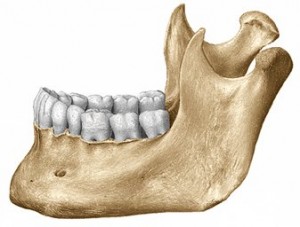 temporomandibular joint