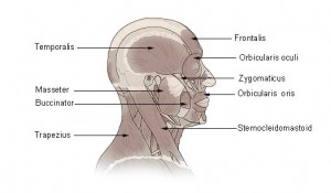 strongest muscle in the body