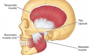 masseter