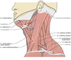 Scalene Muscles