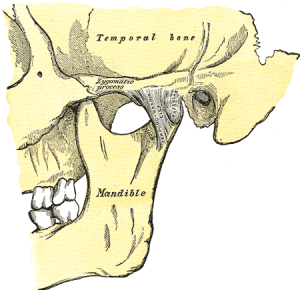 temporomandibular joint