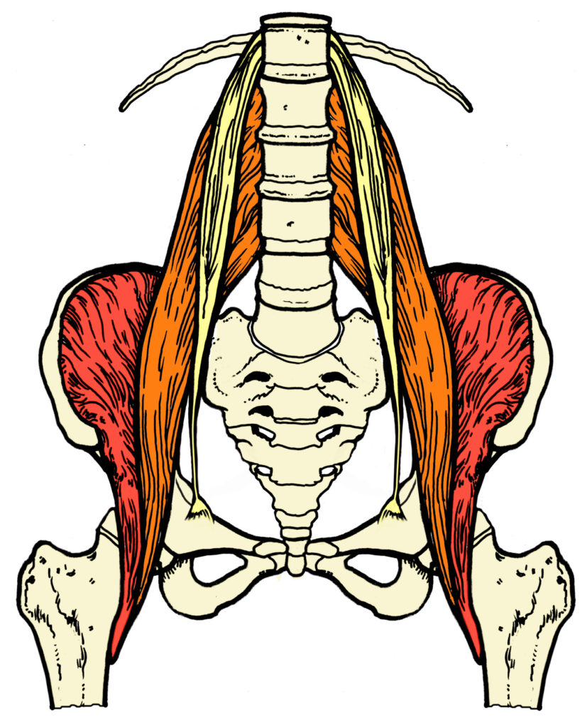 The Psoas Major The Psoas Major