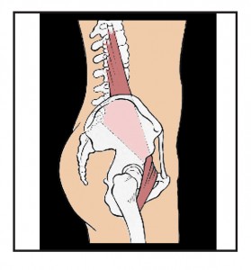 psoas erector spinea lower back pain