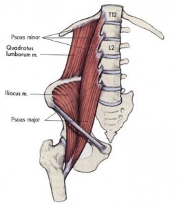 psoas and quadratus lumborum