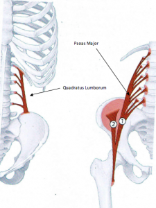 psoas and quadratus lumborum