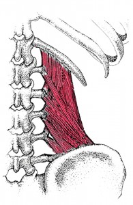 Quadratus-lumborum_muskel