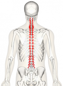 deep muscles of the spine