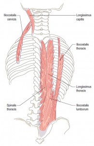 psoas erector spinea lower back pain