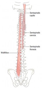 deep muscles of the spine