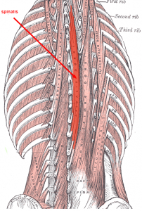 erector spinae muscles