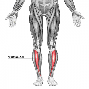 tibialis anterior