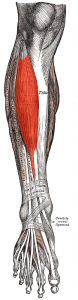 tibialis anterior