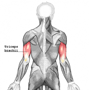 Triceps_brachii