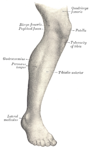 tibialis anterior